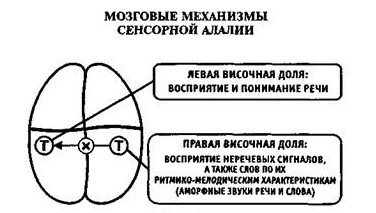 Механизмы сенсорной алалии