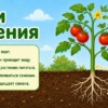 Части растения. Название, краткая характеристика значения для жизни растения