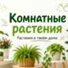 Комнатные растения. Растения в твоём доме