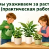 Дети ухаживают за комнатными растениями — практическая работа