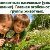 Дети наблюдают бабочку, божью коровку, пчелу, муравья, стрекозу и кузнечика