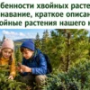 Хвойные растения нашего края: ель, сосна, лиственница и можжевельник