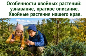 Хвойные растения нашего края: ель, сосна, лиственница и можжевельник