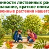 Дети узнают лиственные растения нашего края по листьям