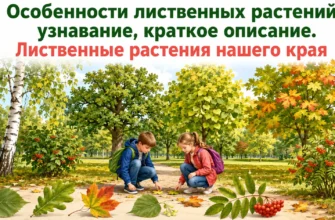 Дети узнают лиственные растения нашего края по листьям