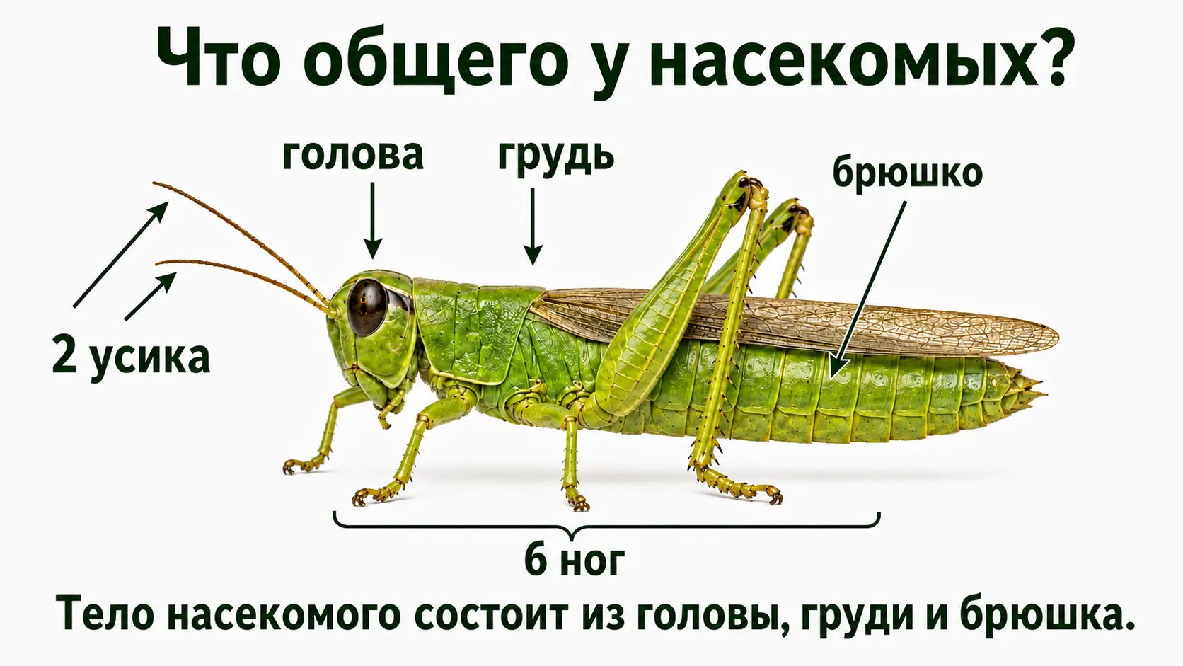 Строение кузнечика: голова, грудь, брюшко, усики и шесть ног