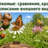 Насекомые: сравнение и описание внешнего вида
